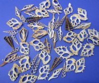 3 to 4 inches Assorted Center Cut, Sliced Seashells in Bulk (sliced conchs, augers, spindles, cut murex, cut cerithiums) - Bag of 100 @ .34 each