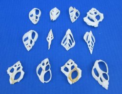 White Assorted Cent...