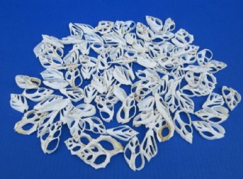 White Assorted Center Cut, Sliced Seashells,  2 to 3 inches - 100 @ .36 each