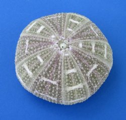  3 to 4-3/4 inches Alfonso Sea Urchins <font color=red> Wholesale</font>- Case: 160 @ .75 each