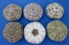 4 to 4-3/4 inches Large Alfonso Sea Urchins for Crafts and Displaying Air Plants - Pack of 5 @ $2.20 each; Pack of 10 @ $1.98 each