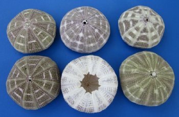  3 to 4 inches Alfonso Sea Urchins <font color=red> Wholesale</font>- Case: 250 @ .60 each