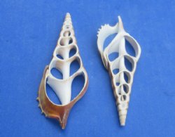 Center Cut Tibia Curta Shells, Sliced Indian Tibia, (4"-5") - 25 @ .64 each; 50 @ .58 each