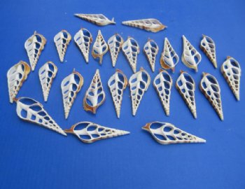 Center Cut Tibia Curta Shells, Sliced Indian Tibia, (4"-5") - 25 @ .64 each; 50 @ .58 each