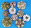 2-1/2 to 3-7/8 inches Wholesale Alfonso Sea Urchin Shells in Bulk with colors of Greens and Purples - Case of 180 @ .60 each