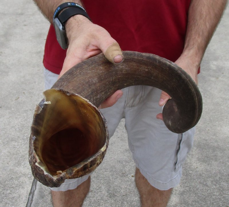 40 inches Real African Kudu Horn from the Greater Kudu