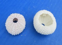 Faded Pink/Green Dried Denuded Sea Urchin  1-1/4 to 1-3/4 inches  (50 pcs and 200 pcs)