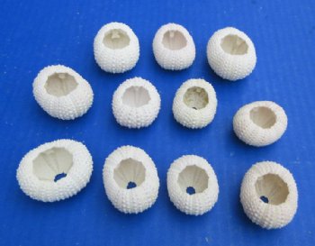 Faded Pink/Green Dried Denuded Sea Urchin  1-1/4 to 1-3/4 inches  (50 pcs and 200 pcs)