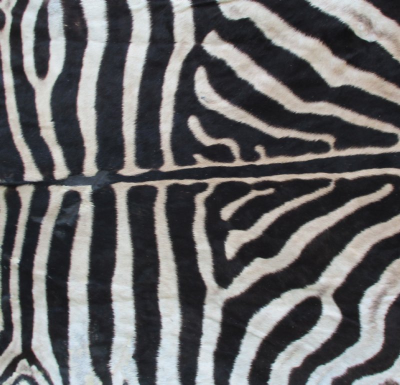 97 x 67 Real Zebra Skin Rug with felt backing