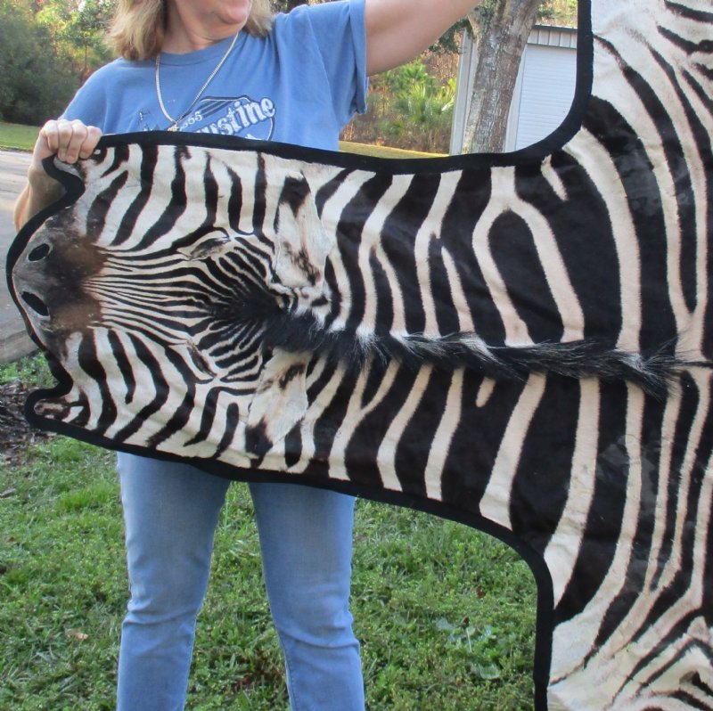 zebra rug real zebra rug real