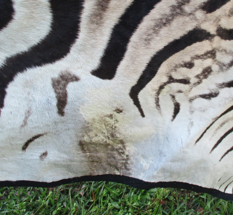 97 x 67 Real Zebra Skin Rug with felt backing