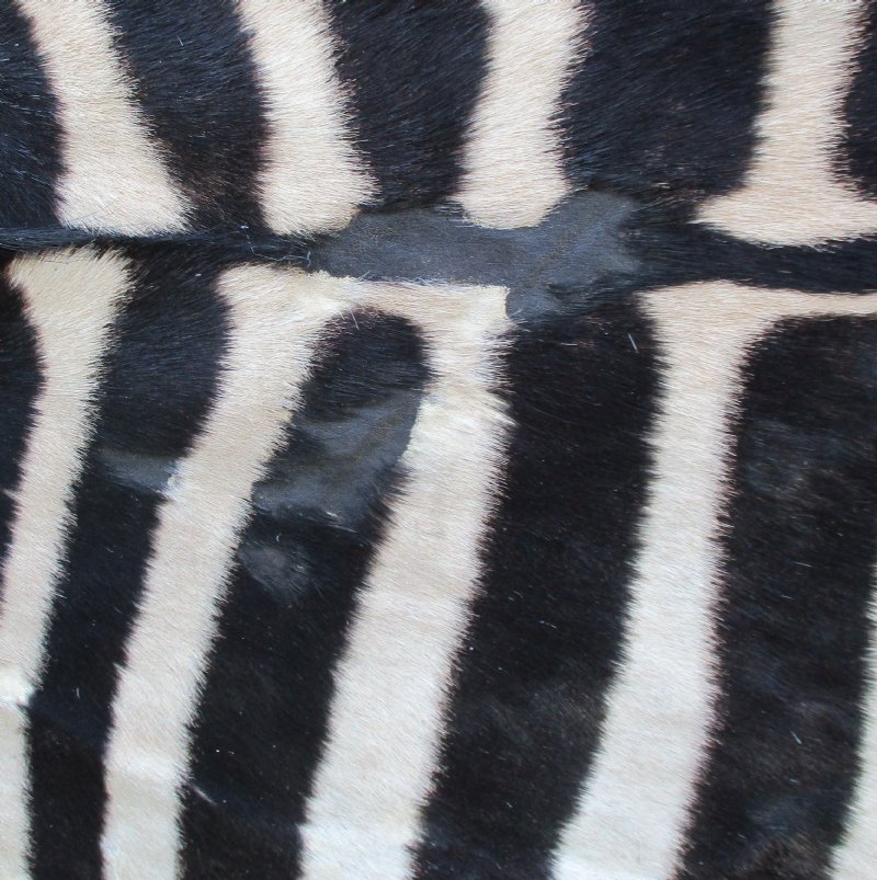 97 x 67 Real Zebra Skin Rug with felt backing