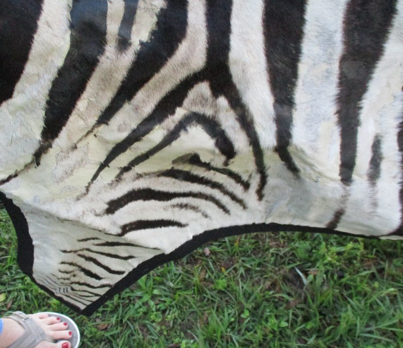 97 x 67 Real Zebra Skin Rug with felt backing