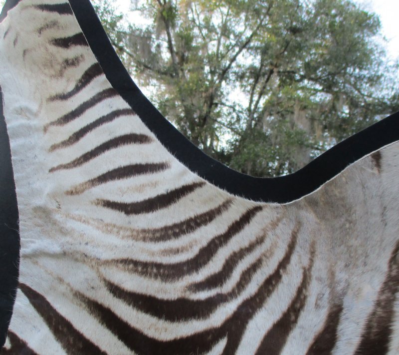 65 x 59 Real Zebra Skin Rug with felt backing