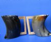 7-1/2 inches Large Buffalo Horn Beer Pitcher - $47.99 each