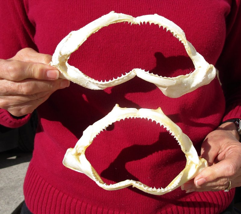 Buy 2 Real Spinner Shark Jaws 7-3/4 and 7-1/4 inches wide $9.50 each