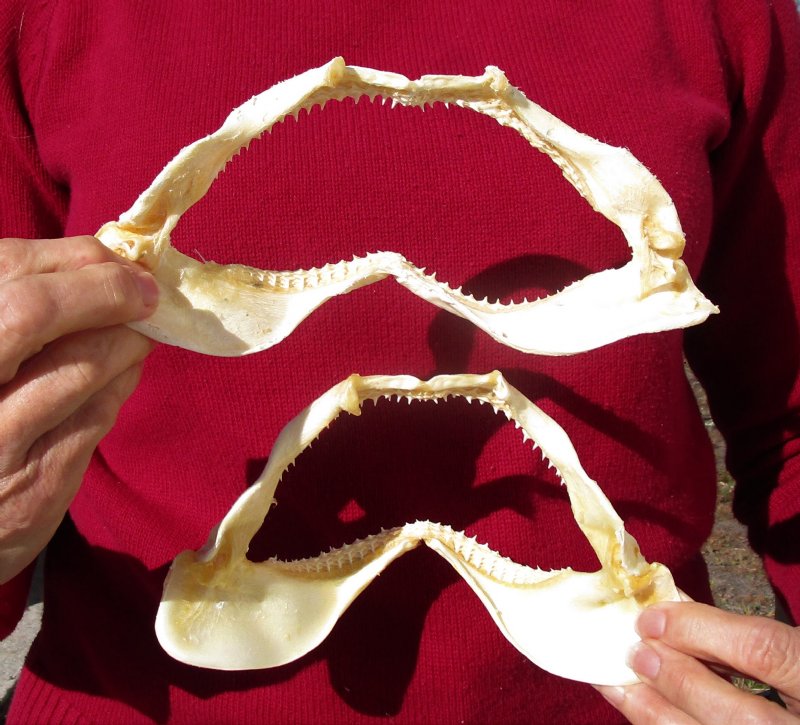 Buy 2 Real Spinner Shark Jaws 7-3/4 and 7-1/4 inches wide $9.50 each