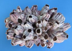 10 to 11-7/8 inches Large Purple Barnacle Clusters for Sale - $16.80 each 