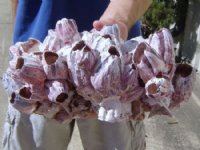 10 to 11-7/8 inches Large Purple Barnacle Clusters <font color=red> Wholesale</font> Case: 10 @ $10.50 each