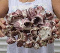 10 to 11-7/8 inches Large Purple Barnacle Clusters for Sale - $16.80 each 