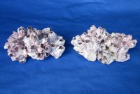 10" to 11-7/8" Large Purple Barnacle Clusters <font color=red> Wholesale</font> - 10 @ $10.50 each