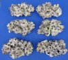 10 to 11-7/8 inches Wholesale Large Purple Barnacle Clusters for Sale in Bulk - Case of 10 @ $10.00 each