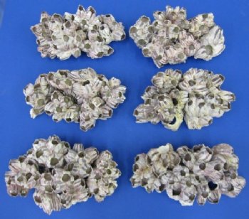 10" to 11-7/8" Large Purple Barnacle Clusters <font color=red> Wholesale</font> - 10 @ $10.50 each