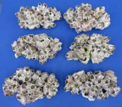 10" to 11-7/8" Large Purple Barnacle Clusters <font color=red> Wholesale</font> - 10 @ $10.50 each