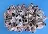 10 to 11-7/8 inches Large Purple Barnacle Clusters for Sale - $16.50 each (You will receive one that looks <font color=red> Similar </font> to those pictured)