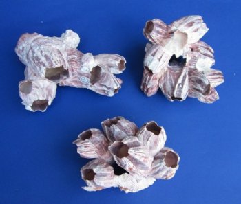 Natural Small Purple Barnacle Clusters 3 to 4-7/8 inches - Case: 48 @ $1.50 each; <font color=red> Wholesale</font>  2 Cases @ $1.00 each