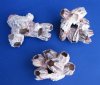 Natural Small Purple Barnacle Clusters Wholesale 3 to 4-7/8 inches - 1 Case of 48 @ $1.80 each; 2 wholesale cases @ $1.00 each; 3 or more Wholesale Cases @ .90 each