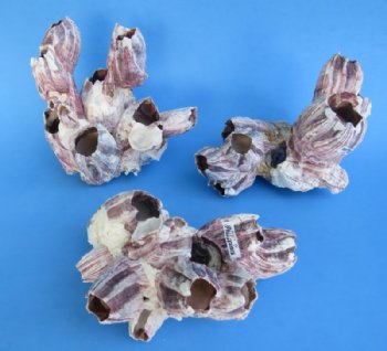 Purple Barnacle Clusters 5 to 7 inches  - Case: 24 @ $3.75 each; <font color=red> Wholesale</font> 2 Cases @ $2.50 each