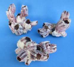 Purple Barnacle Clusters 5 to 7 inches  - Case: 24 @ $3.75 each; <font color=red> Wholesale</font> 2 Cases @ $2.50 each