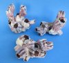 <font color=red>Wholesale </font> Purple Barnacle Clusters from the Indo-Pacific 5 to 7 inches in size - Case of 48 @ $2.00 each