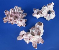 Purple Barnacle Clusters 5 to 7 inches  - Case: 24 @ $3.75 each; <font color=red> Wholesale</font> 2 Cases @ $2.50 each