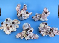 Natural Purple Barnacle Clusters 5 to 7 inches - 2 @ $6.00 each