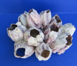 7 to 8-7/8 inches Unique Purple Barnacle Clusters - $10.00 each; 4 @ $8.40 each
