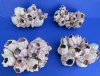 7 to 9 Unique Purple Barnacle Clusters Wholesale (some are made from gluing smaller barnacles together) - Case of  16 @ $6.00 each;