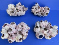 7 to 8-7/8 inches Unique Purple Barnacle Clusters - $10.00 each; 4 @ $8.40 each