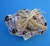 7 to 8-7/8 inches Unique Purple Barnacle Clusters with Raffia Net and a Raffia Bow for Displaying Air Plants and for Beach Decor - Packed 1 @ $11.99 each;  Pack of 4 @ $9.60 each