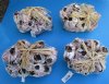 7 to 9 Unique Purple Barnacle Clusters <font color=red>Wholesale</font> with Raffia Net and Raffia Bow (some are made from gluing smaller barnacles together) - Case of  16 @ $6.00 each;