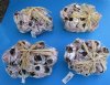 7 to 9 inches Purple Barnacle Clusters <font color=red>Wholesale</font> with Raffia Net and Bow - 16 @ $6.00 each