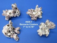 7 to 8-7/8 inches Unique Purple Barnacle Clusters - $10.00 each; 4 @ $8.40 each