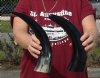 2 Polished Water Buffalo Horns for Sale 13-3/8 and 14-3/4 inches - you are buying the 2 pictured for $11.00 each