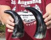 2 Polished Water Buffalo Horns for Sale 8-3/4 and 10 inches - you are buying the 2 pictured for $9.00 each