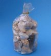 Clear Gift Bags Filled with Assorted Natural Seashells for Beach Weddings and Parties -  1 Case of 20 @  $2.95 each; 3 or More <font color=red>Wholesale </font>Cases of 20 each @ $1.85 each