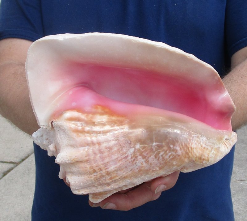 7-1/2 inch Pink Conch Shell, Queen Conch with a slit in the back