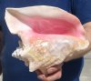 7-1/4 inch Pink Conch Shell, Queen Conch with a slit in the back - you are buying this shell for $12.99