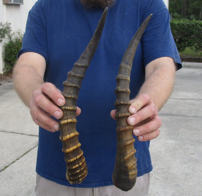 2 Blesbok Horns for Sale, 15 inches for 12.00 each