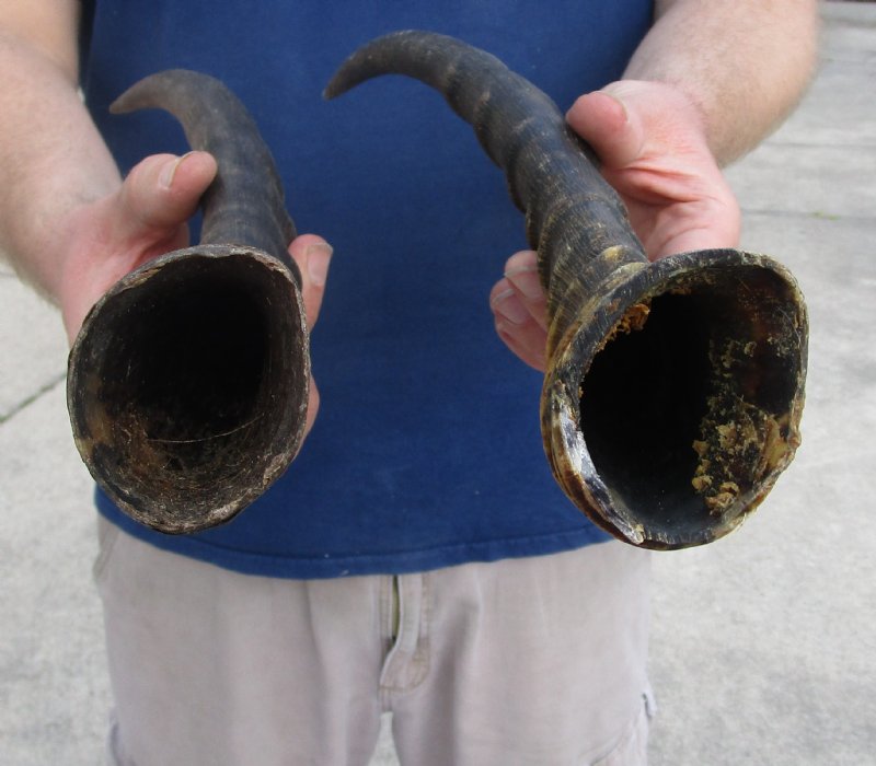 2 Blesbok Horns for Sale, 15 inches for 12.00 each